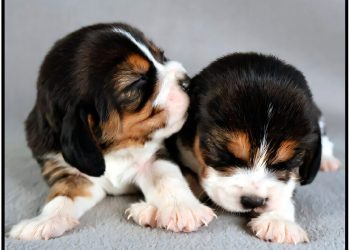 Genetisch aangepaste beagles maken geen hondenallergeen meer aan