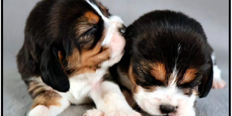 Genetisch aangepaste beagles maken geen hondenallergeen meer aan