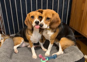 Genetisch aangepaste beagles bieden hoop bij hondenallergie