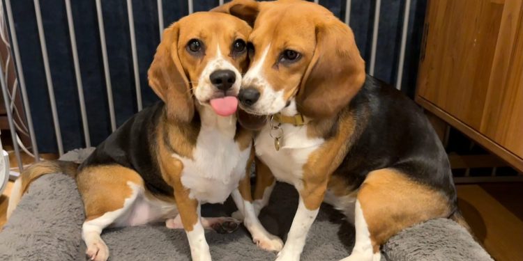 Genetisch aangepaste beagles bieden hoop bij hondenallergie